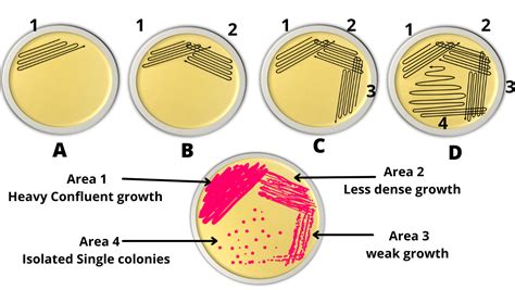 streak plate identification test